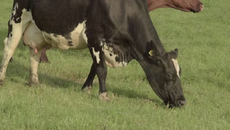 Vaca-Frisona-Y-Vaca-Marrón-Pastando-En-Un-Campo