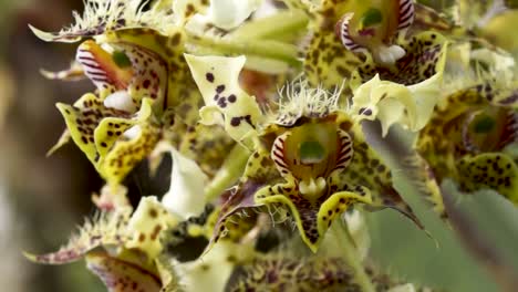 Close-up-yellow-spotted-orchid-bunch-moves-with-breeze,-dendrobium-polysema