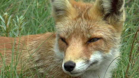 Close-up-of-a-resting-red-fox