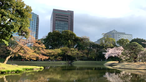 Reflection-in-the-lake-of-the-cherry-trees-at-Koishikawa-Botanical-Garden
