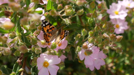 A-colorful-painted-lady-butterfly-feeding-on-nectar-and-helping-with-pollination-of-pink-wild-flowers-during-a-California-bloom