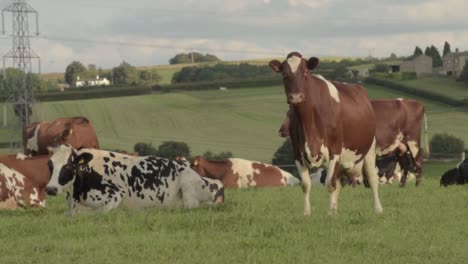 Herde-Friesischer-Kühe,-Während-Man-In-Die-Kamera-Schaut
