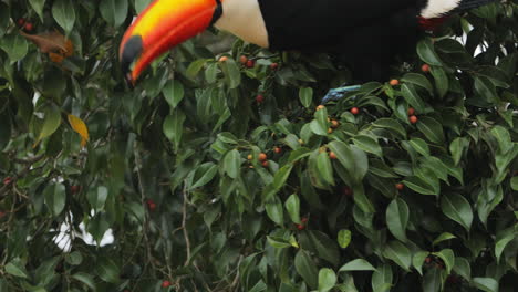 Toucan-closeup-eating-small-fruits-on-tree