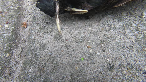 dead-starling-pan-reveal-head-close-up-–-many-cat-owners-are-likely-used-to-this-sight