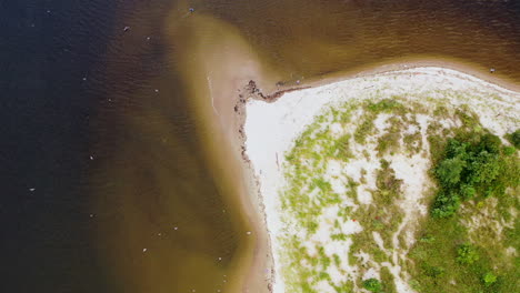 a-dramatic-drone-camera-view,-top-down-bird's-eye-view-over-seagulls-which-looks-like-snow-flakes-flying-below,-with-a-grassy-shore,-a-small-sand-bank-beach---dark-creek-water
