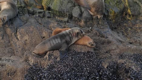Two-adorable-fur-seal-cub-snuggling-on-rocky-island-and-another-one-falling-behind