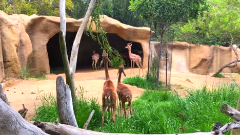 Slow-motion---Healthy-Gerenuk-at-San-Diego-Zoo