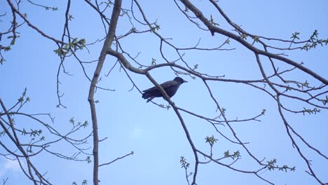 El-Cuervo-Negro-En-Un-árbol-En-Un-Día-De-Cielo-Azul-4k-30fps