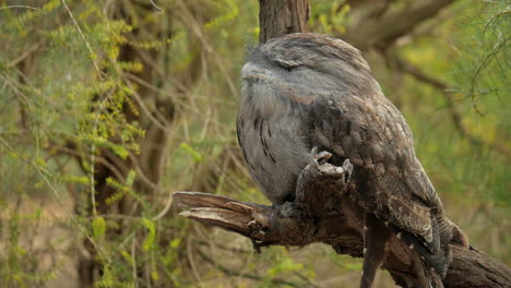 Pájaro-Leonado-Boca-De-Rana-Posado-Dormido-En-La-Rama-De-Un-árbol