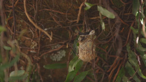 Hummingbird-chick-on-nest-moving-with-wind-while-waits-for-its-mom-to-bring-food-hungry-hunger
