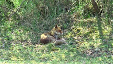 A-red-fox-lies-in-the-grass-and-looks-around