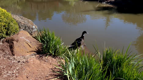Friendly-Duck-wags-tail,-Ju-Raku-En-Japanese-Garden,-Toowoomba-Australia
