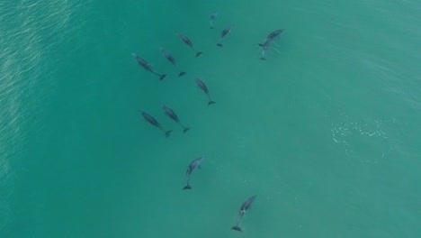 Aerial-view-of-a-large-pod-of-dolphins-playing-and-catching-waves