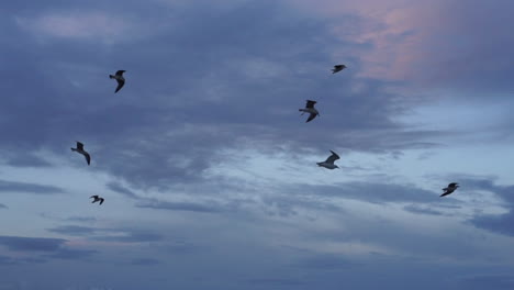 Flock-of-Seagulls-fly-overhead-at-dusk