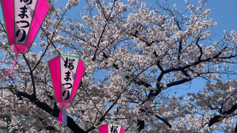 Cherry-Blossoms-at-Sumida-Park