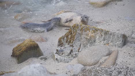 Harbor-seal-mother-and-nursing-pup,-Pacific-Grove,-California