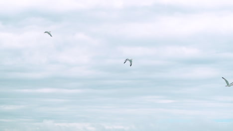 3-seagulls-flying-in-slow-motion-across-the-sea-in-cornwall,-bude,-england