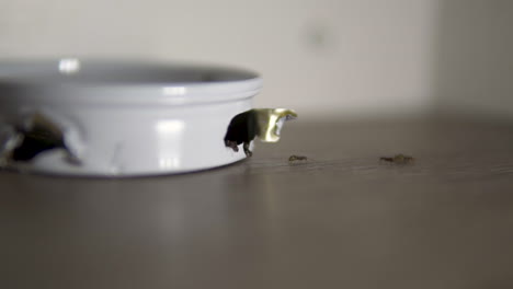 Hormigas-Domésticas-En-Cámara-Lenta-Entrando-Y-Saliendo-De-Una-Trampa-Metálica-Para-Hormigas-Que-Contiene-Veneno