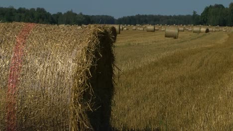 Straw-rolls-harvesting-in-a-large-meadow