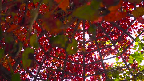 Rote-Blätter-In-Der-Herbstsaison-Im-Botanischen-Blumengarten