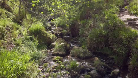 Small-trickling-stream-at-Magspie-Den-in-Fife-Scotland-with-ferns,grass,trees-and-walking-trail