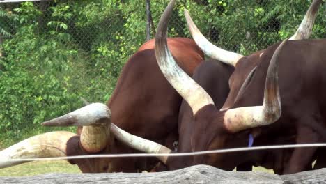 A-herd-of-African-bulls-gathered-near-a-feeding-tray