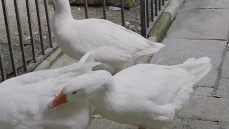 A-white-goose-eats-the-last-piece-of-lettuce-at-the-Barcelona-Cathedral-of-Santa-Eulalia