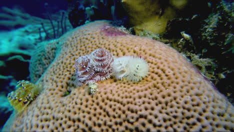 A-christmas-tree-worm-on-a-brain-coral