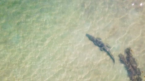 Spectacular-down-facing-aerial-shot-of-large-saltwater-crocodile-moving-in-shallow-clear-water-with-a-school-of-fish-following