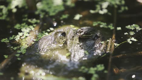 A-little-frog-is-resting-on-a-bark-when-hiccups