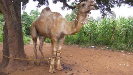 A-large-dromedary-camel-tied-up-to-a-mango-tree-in-rural-Africa