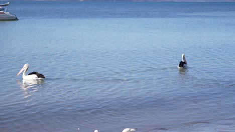 Pelícanos-Nadando-En-Aguas-Poco-Profundas-Frente-A-La-Costa-Australiana