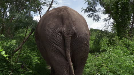 rear-view-of-elephant-walking-on-a-trail-in-the-forest,-SLOW-MOTION