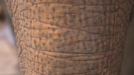 Close-up-of-a-rescued-asian-elephant's-trunk-at-a-wildlife-sanctuary