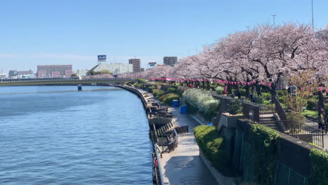180°-Panorama-Des-Flusses-Sumida-Park-Mit-Kirschblüten