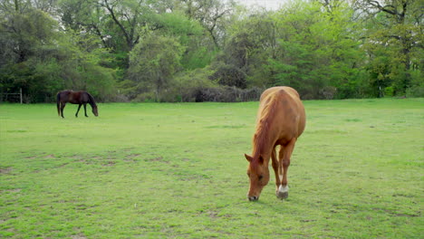 This-is-a-shot-of-2-horses-eating-grass-in-a-field