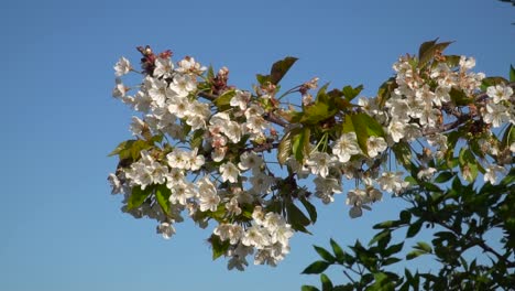Beautiful-white-sakura-cherry-blossom-twigs-with-leafs-softly-moving-against-beautiful-blue-sky-on-sunny-day