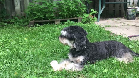 Watchful-Schnoodle-in-the-backyard