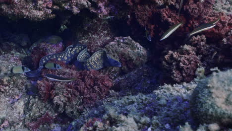 Moray-eels-hidding-under-rocks-in-mediterranean-sea