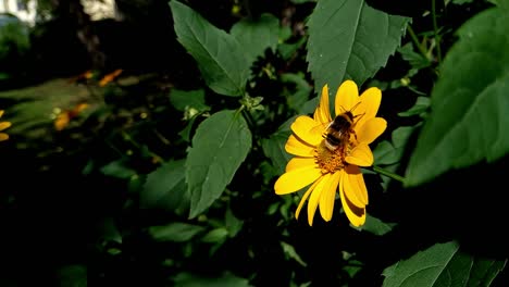 Slow-motion-humble-bee-beauty-in-nature
