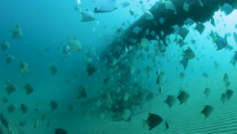 Fischschwärme-Schwimmen-Um-Eine-Unterwasserpipeline