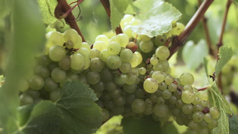 Mid-shot-of-Rich-sauvignon-blanc-grapes,-ripening-on-the-vines-during-summer