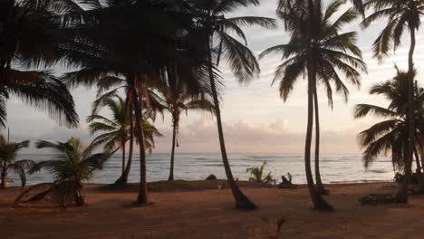 Through-the-Palm-Trees-on-the-Beach