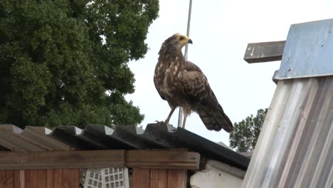 A-large-raptor-waiting-in-ambush-on-a-racing-pigeon-loft-roof