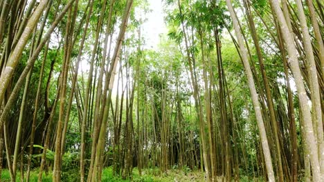Dünner-Bambuswald-Im-Dschungel