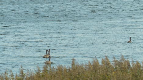 Eine-Gruppe-Junger-Höckerschwäne-Schwimmt-An-Einem-Schönen-Sonnigen-Herbsttag-Am-Liepaja-See,-Weitwinkelaufnahme