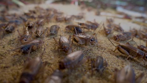 many-crickets-eating-in-a-crickets-farm-in-Cambodia