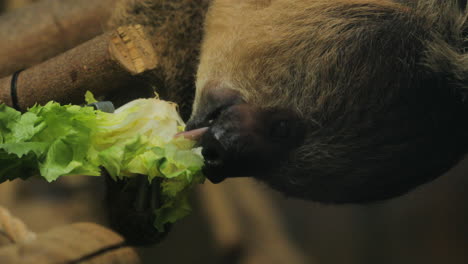 Close-up-of-a-sloth-eatin-lettuce,-brazil
