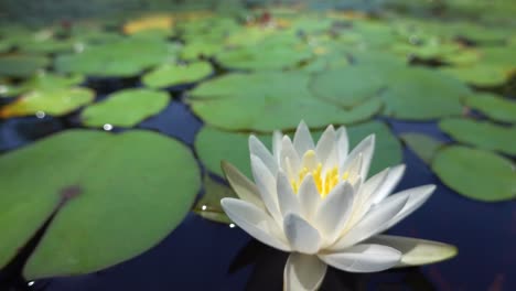 White-water-lily-glowing-in-the-summer-sun