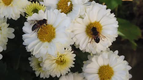 Biene-Sammelt-Pollen-Auf-Weißen-Blüten-Mit-Gelber,-Langsamer-Nahaufnahme